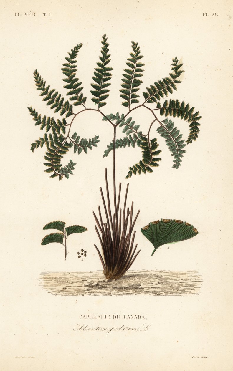 Northern maidenhair fern or five-fingered fern, Adiantum pedatum, Capillaire du Canada 作： 不明