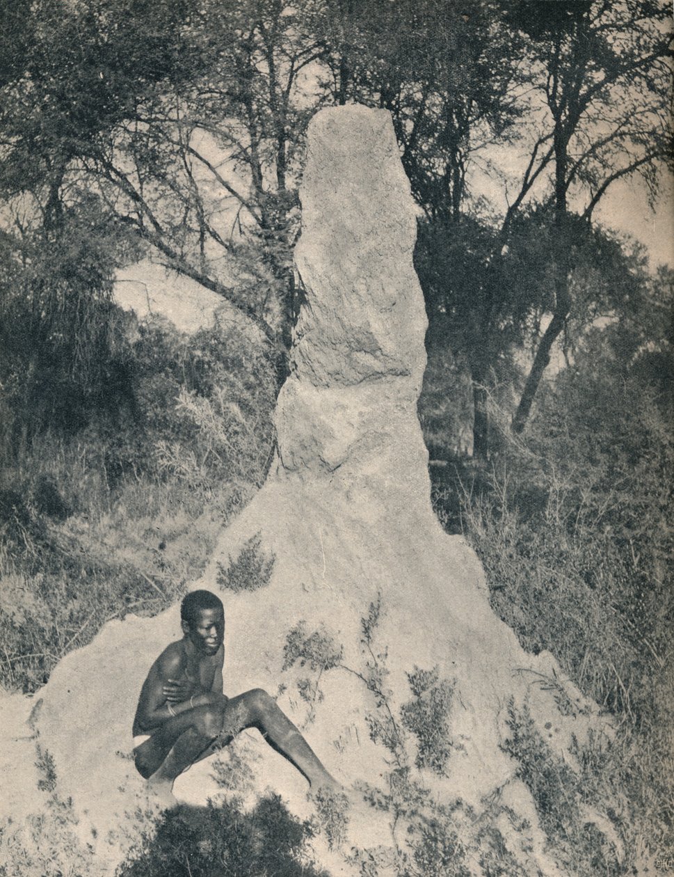 南アフリカの一部の地域に特有の巨大な蟻の山の1つ、c1900。 作： 不明