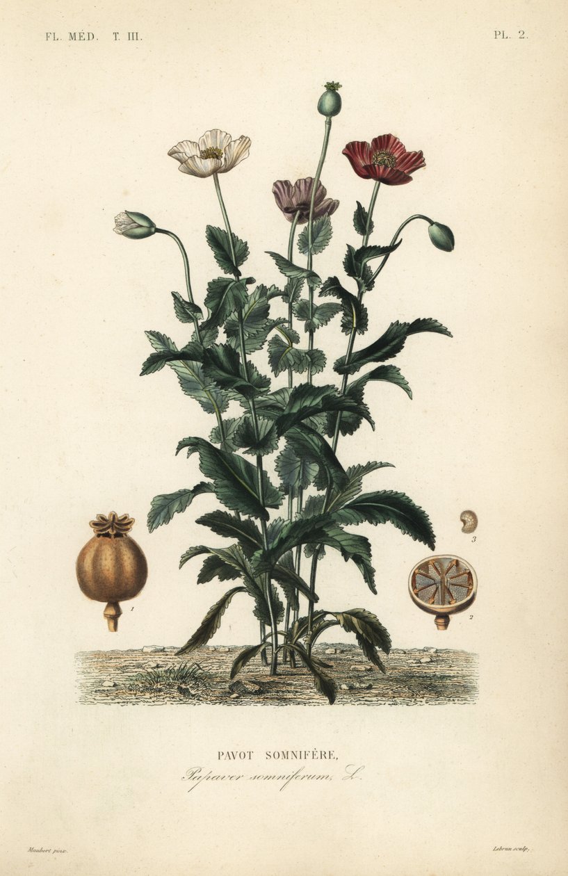 アヘンのケシ、Papaver somniferum、Pavot somnifere 作： 不明