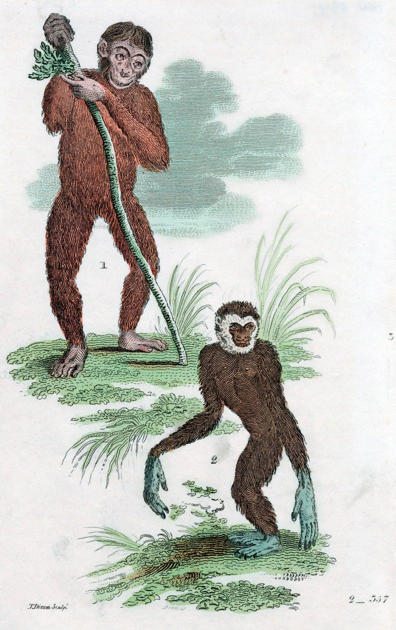 オランウータンとギボン、1822 作： 不明