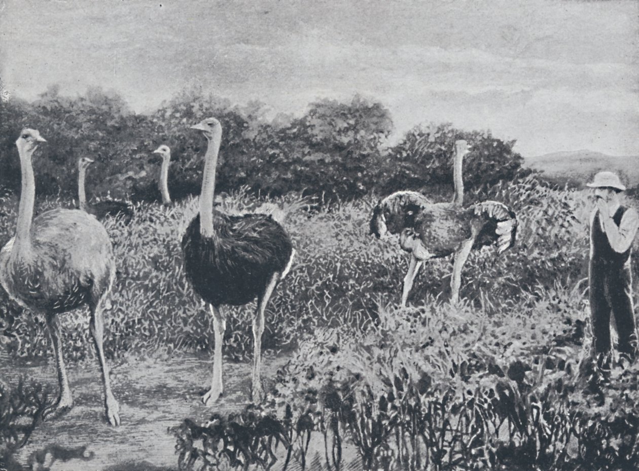 ダチョウ、1924 作： 不明