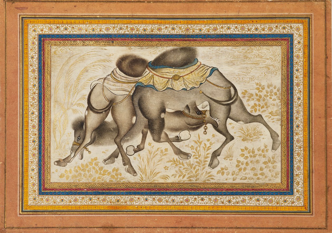 2頭のラクダが戦っている様子を描いた散らばったmuraqqa、またはアルバムのページ、c1675を描いた 作： 不明