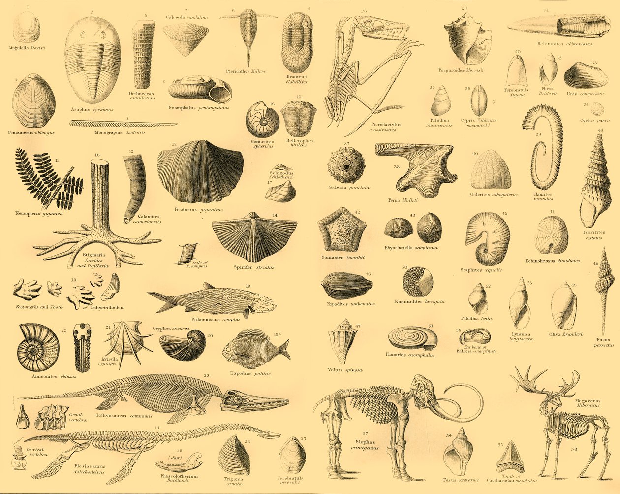 古生物学、c1910。 作： 不明