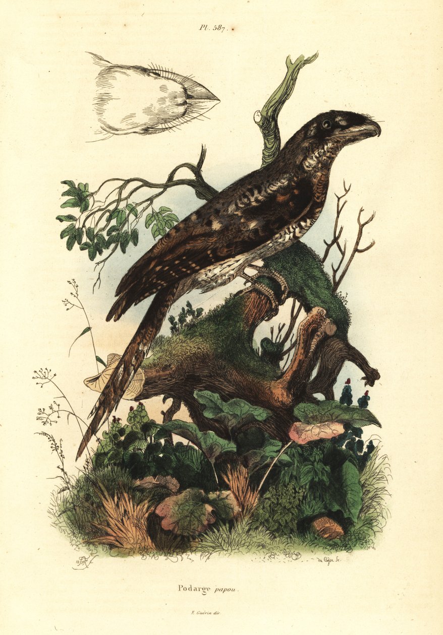 パプアン・フロッグマウス（Podargus papuensis） Podargus papou 作： 不明