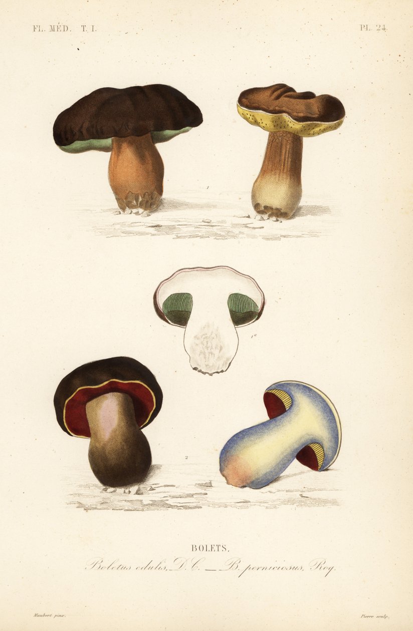 ペニーパンやポルチーニ茸（Boletus edulis）、ルリビタキ（Suillellus luridus, Boletus perniciosus）など。 作： 不明