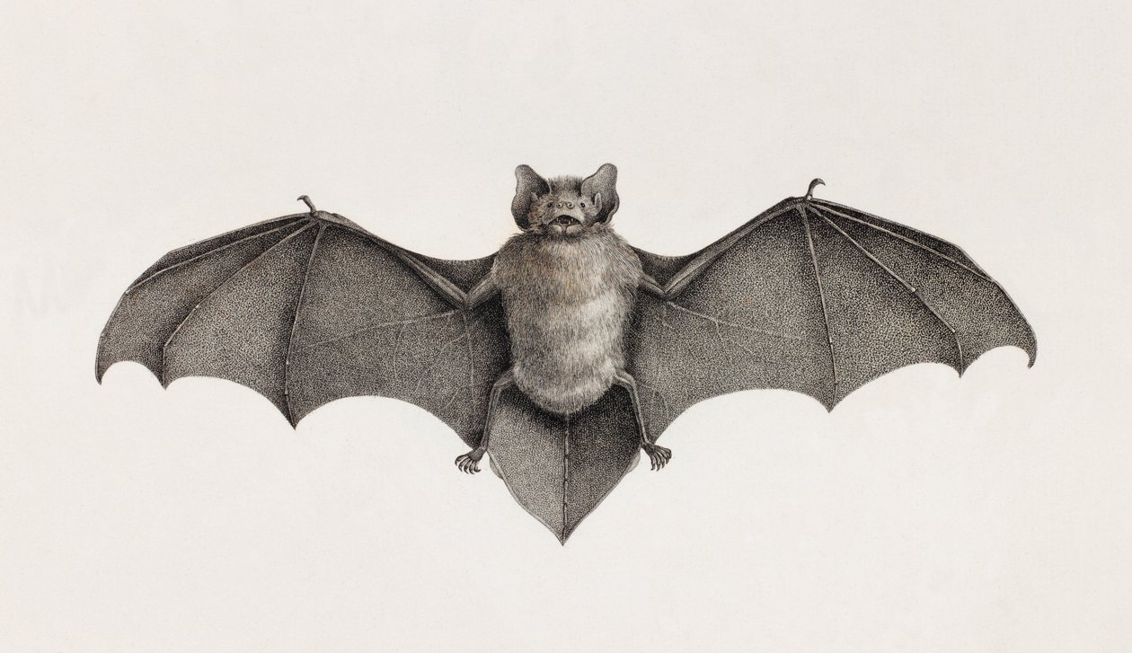 エジプトのコウモリ、Pipitrelle bat 作： 不明