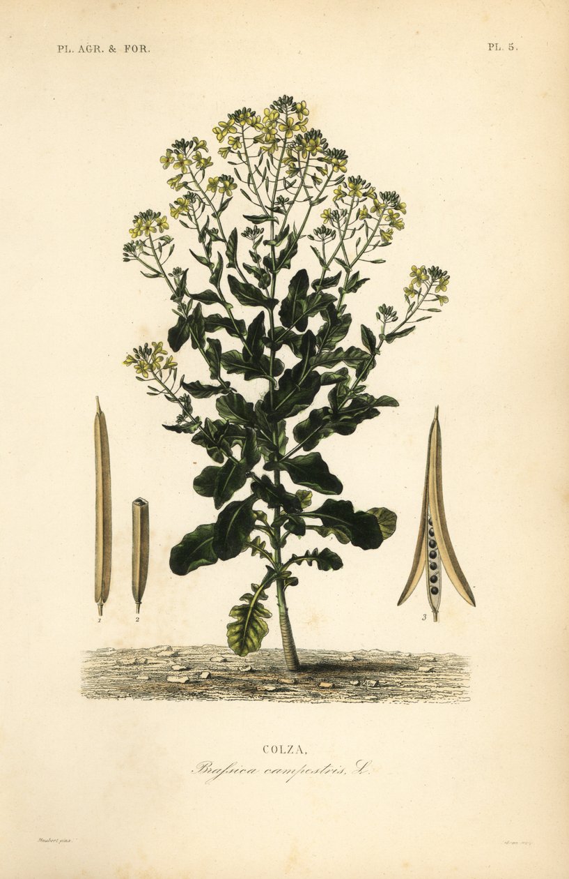 ポーランドのキャノーラまたはキャノーラ油の植物、Brassica rapa、Brassica campestris、Colza 作： 不明