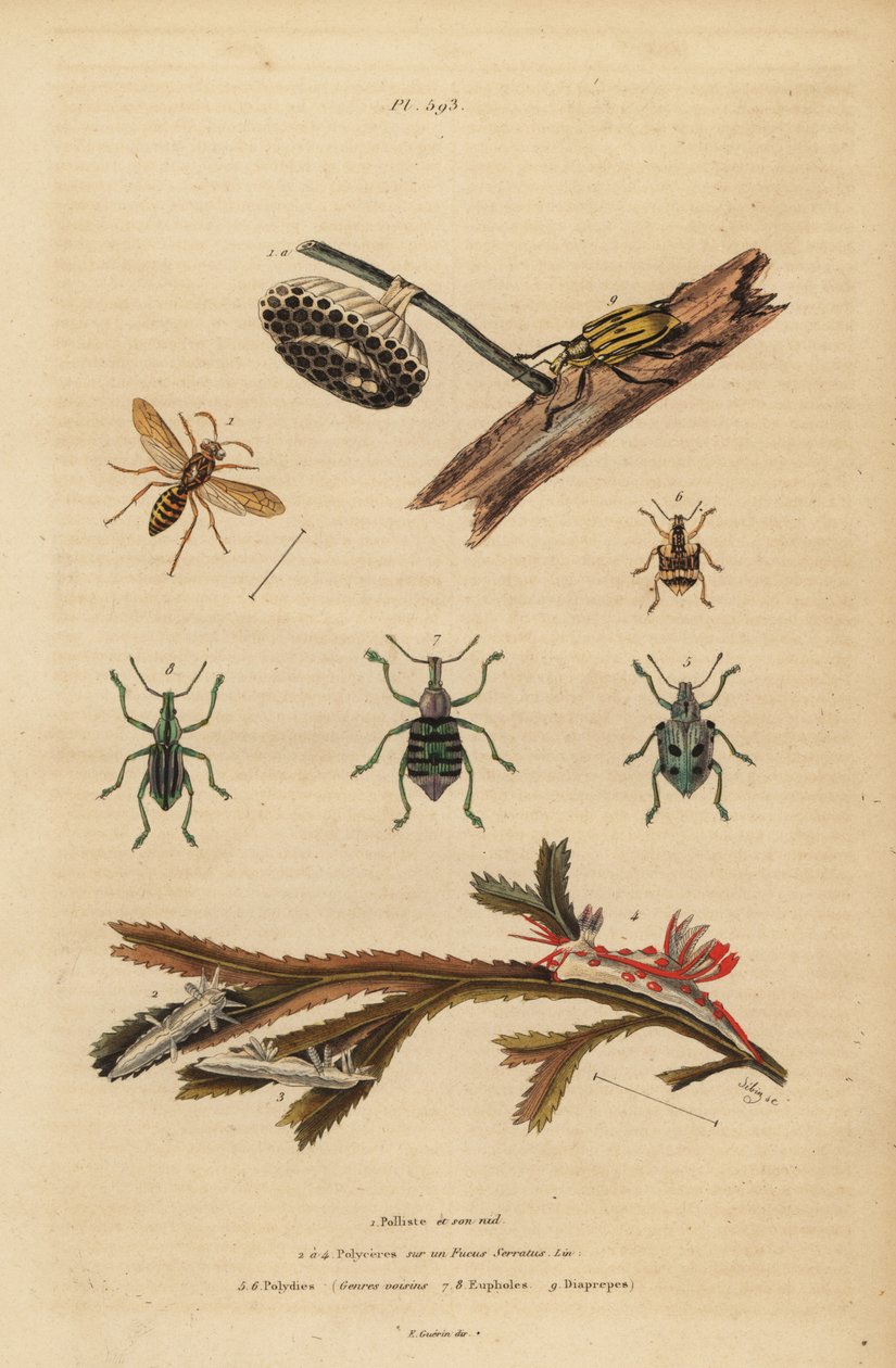 Polistes gallicus、紙のスズメバチと巣、アオゾウムシ、Eupholus schoenherri、根曲がり虫、Diaprepes abbreviatus、Polycera ウミウシ、Ancula gibbosa、Atlantic ancula、海藻の上で 作： 不明