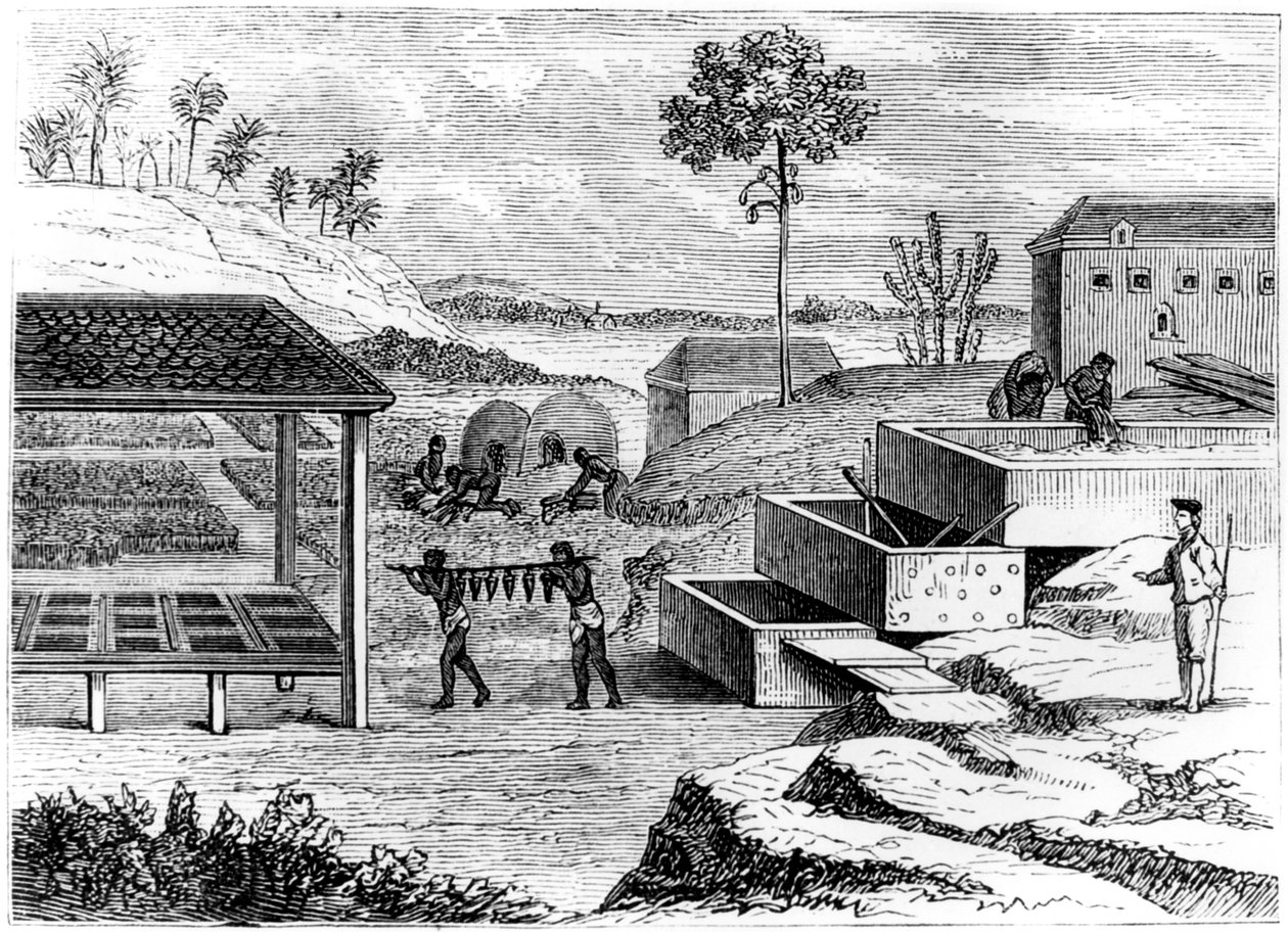 インディゴの準備、サントドミンゴ、1873 作： 不明