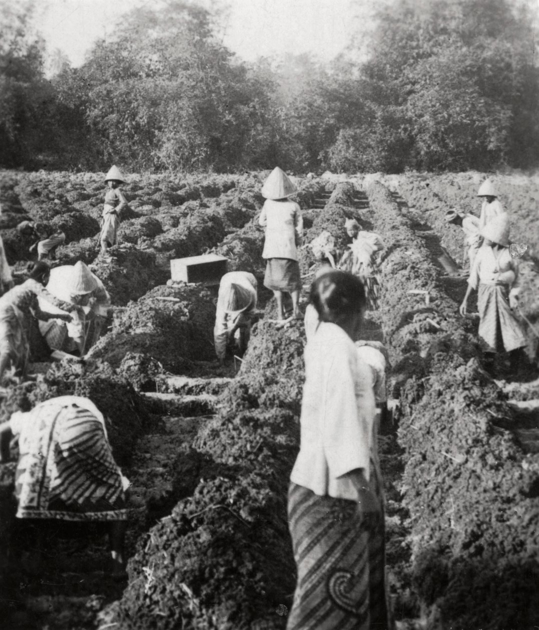 砂糖のプランテーションで灌漑水路を準備中、ジャワ、オランダ領東インド諸島、1927年 作： 不明