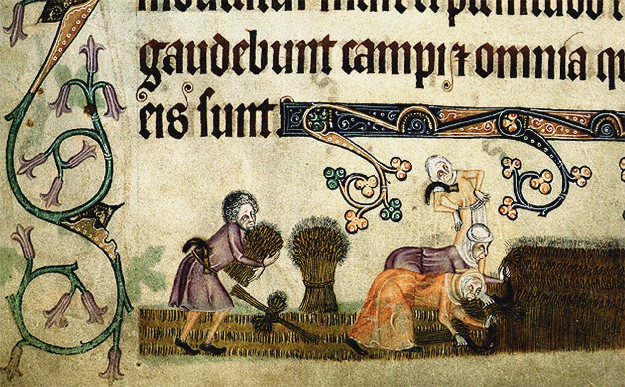 Luttrell Psalterからのシーブの刈り取りとバインド1330年頃 作： 不明