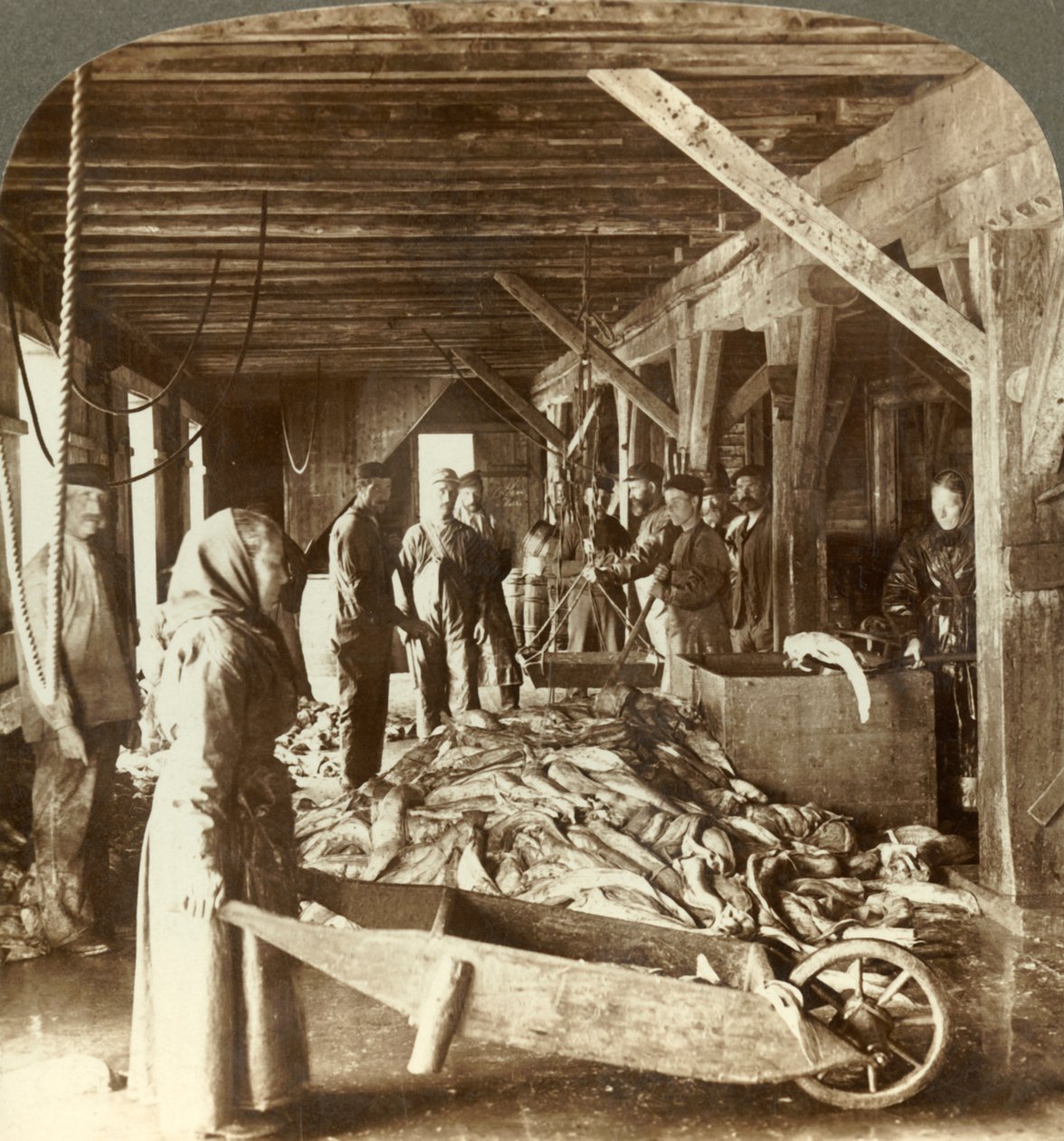 船から魚を受け取り、輸出用に梱包-魚の倉庫、オーレスン、ノルウェー、c1905。 作： 不明