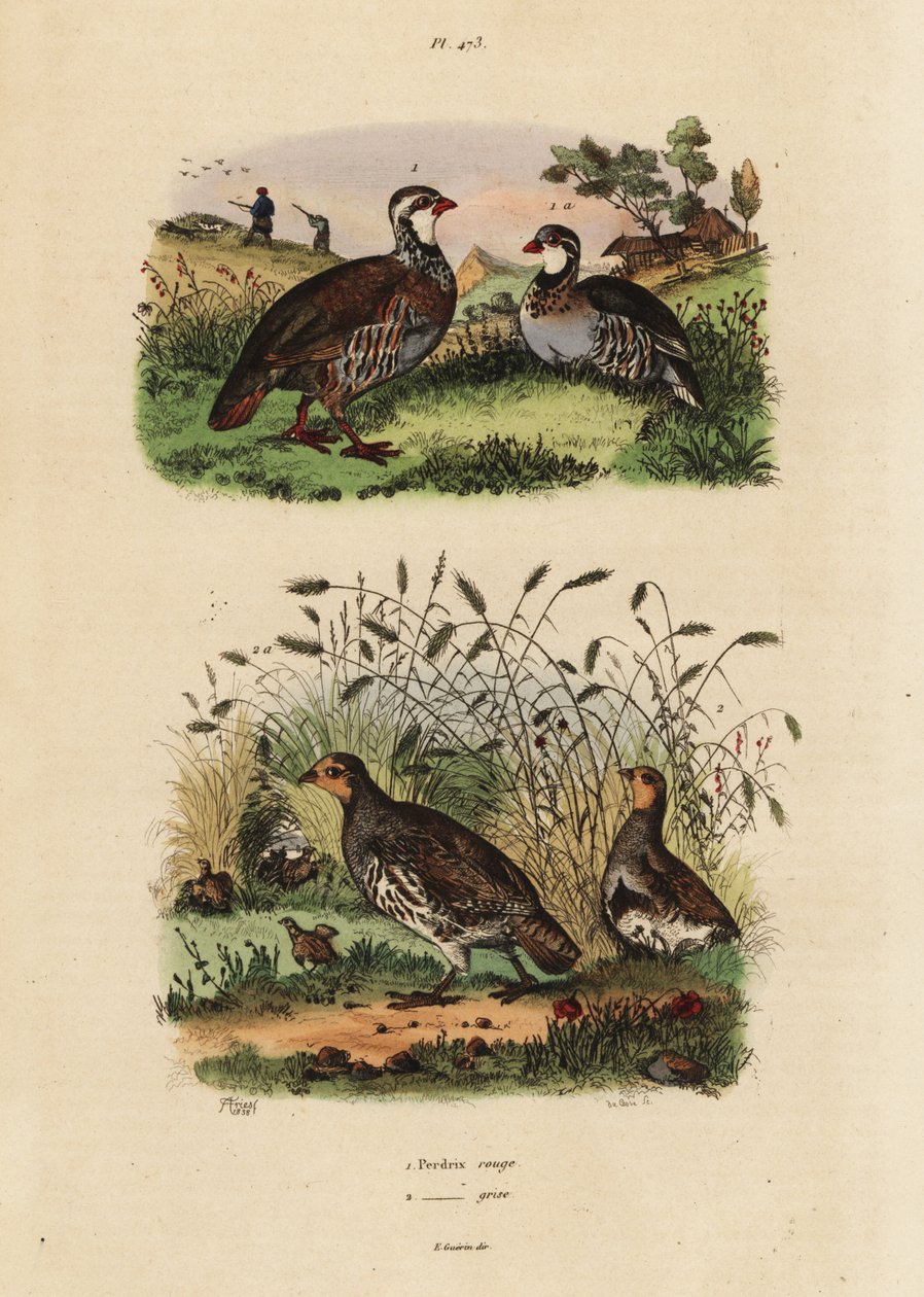赤足のウズラ（Lates rufa）と灰色のウズラ（Perdix perdix Perdrix rouge et perdrix grise 作： 不明