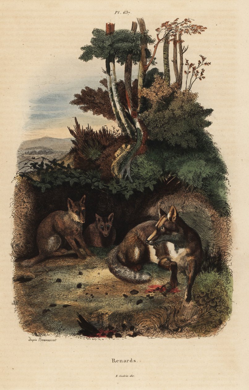 アカギツネ（Vulpes vulpes）の巣穴の外側 作： 不明