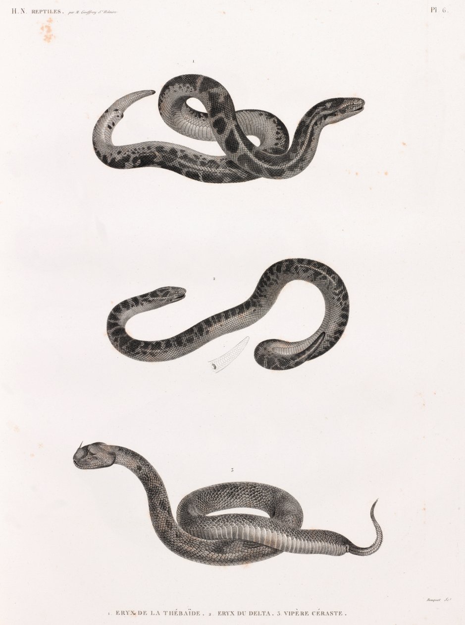 爬虫類: ヘビ | 不明 | アートプリント