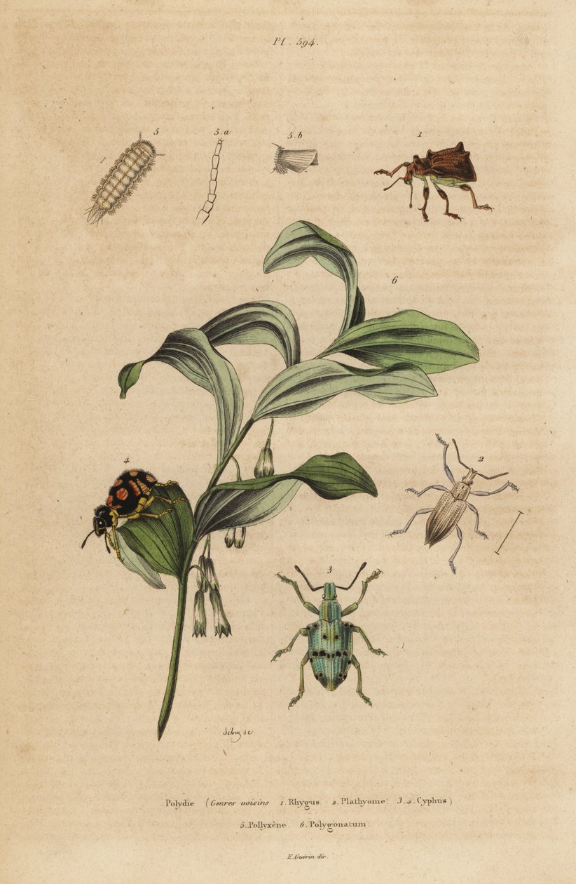 Rhigus, Platyoma and Cyphus weevils, bristly millipede, Polyxenus lagers and King Solomon