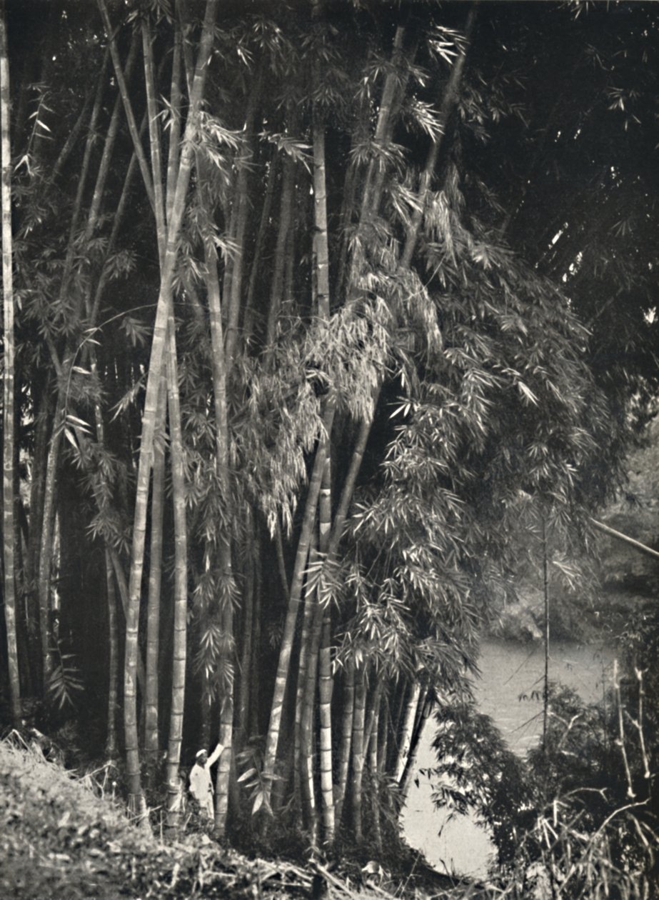 Riesenbambus Dendrocalamus giganteus in Peradeniya bei Kandy、1926 作： 不明
