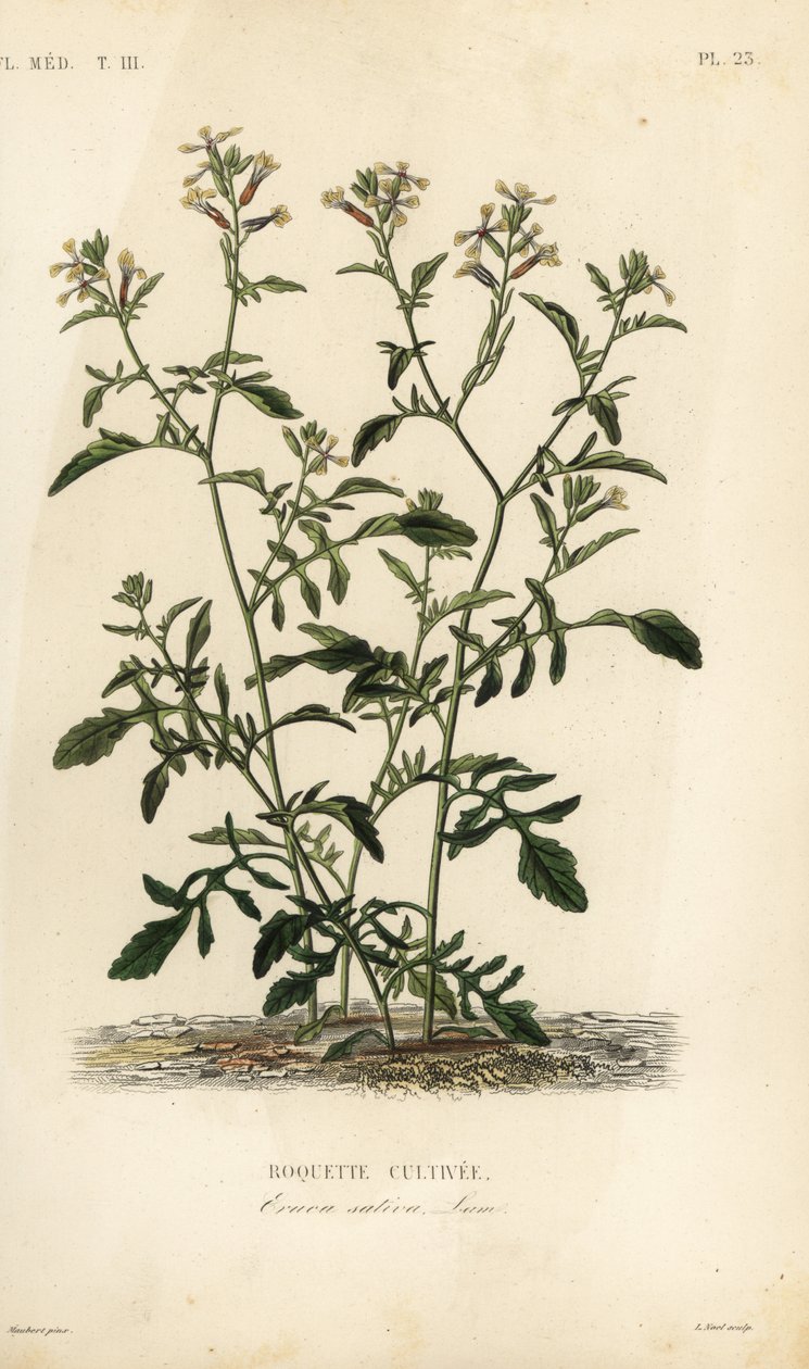 ロケットまたはルッコラ、Eruca vesicaria、Eruca sativa、Roquette cultivee 作： 不明
