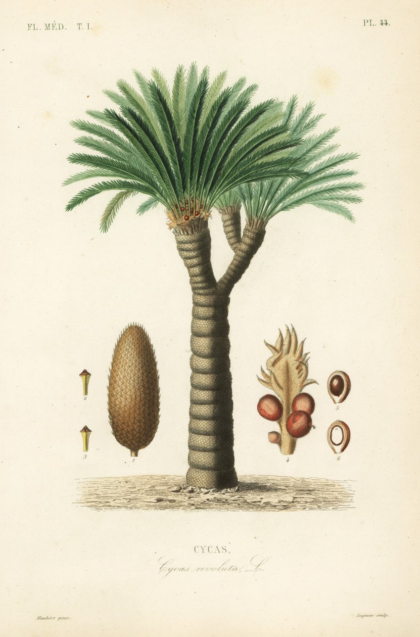 サゴヤシ、キングサゴ、サゴソテツ、日本のサゴヤシ、Cycas revoluta、Cycas 作： 不明
