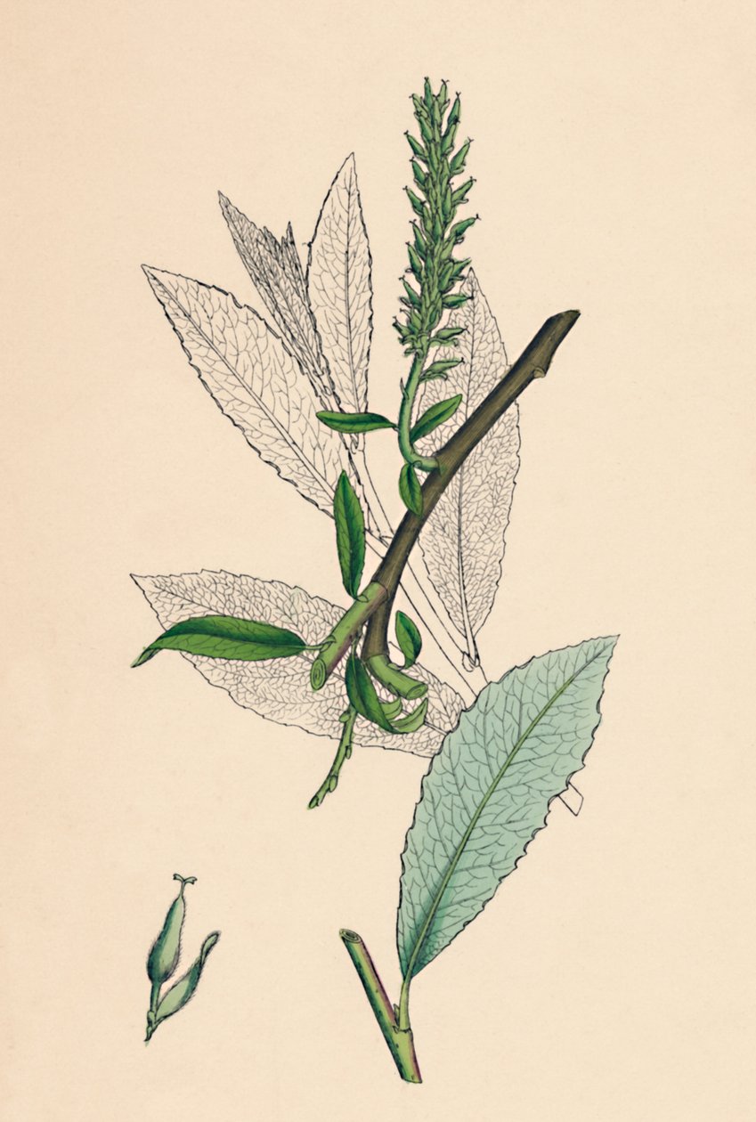 ヤナギphylicifolia、var。ラジカン。茶葉サロー、変種。 a。、19世紀 作： 不明
