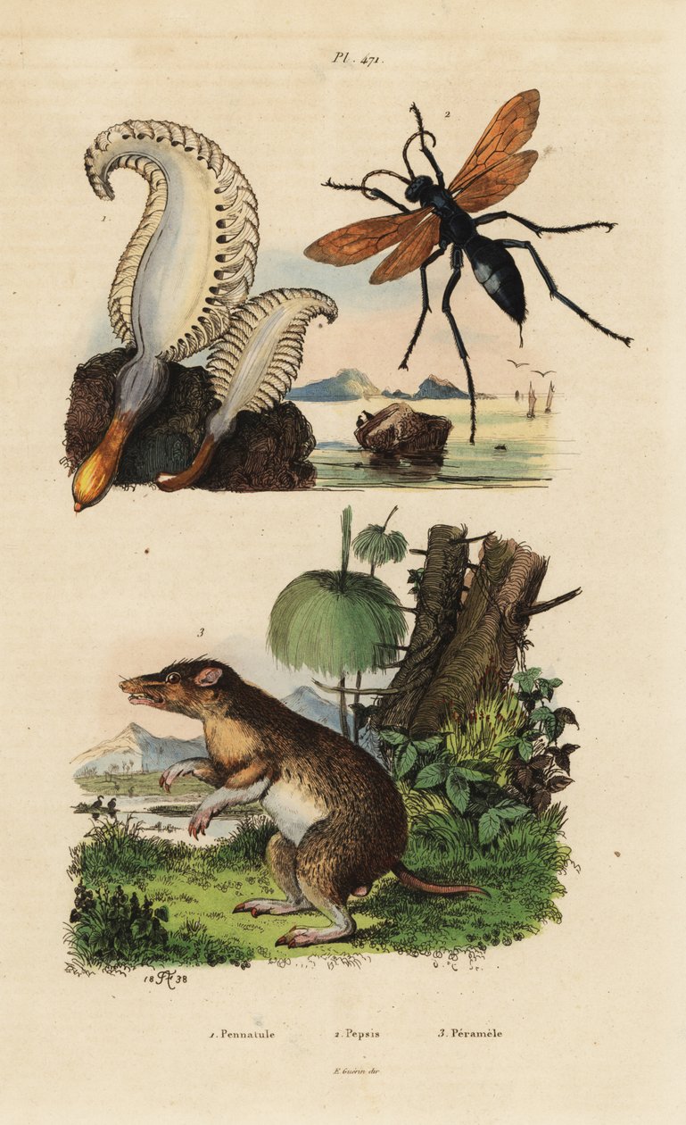 ウミペン（Pennatula phosphorea）1、クモバチ（Pepsis limbata）2、長鼻のバンディクート（Perameles nasuta）3 作： 不明