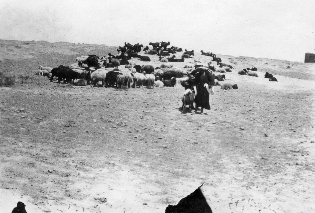 1918年、メソポタミアのサマラ外で放牧される羊 作： 不明
