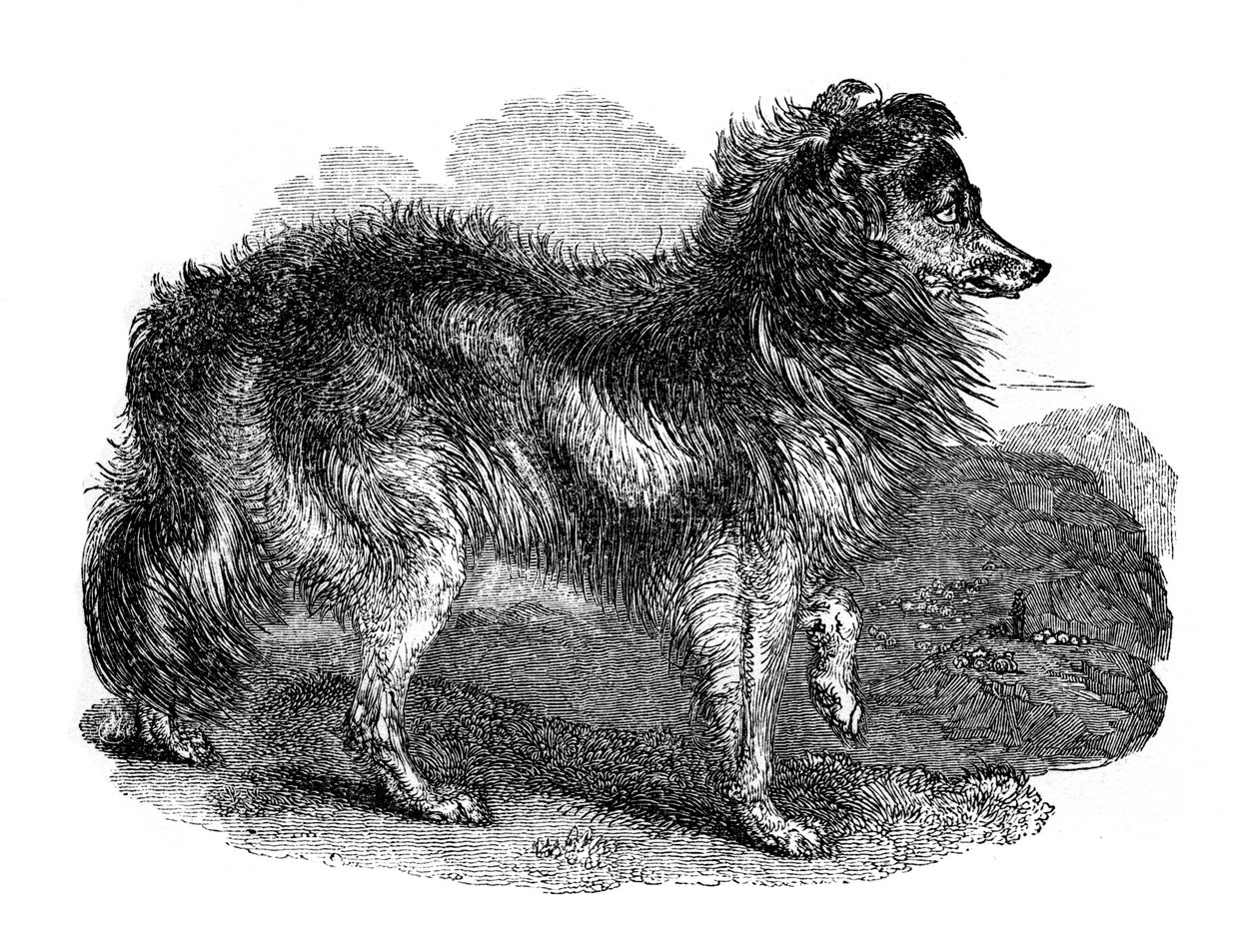 羊飼いの犬、1848 作： 不明