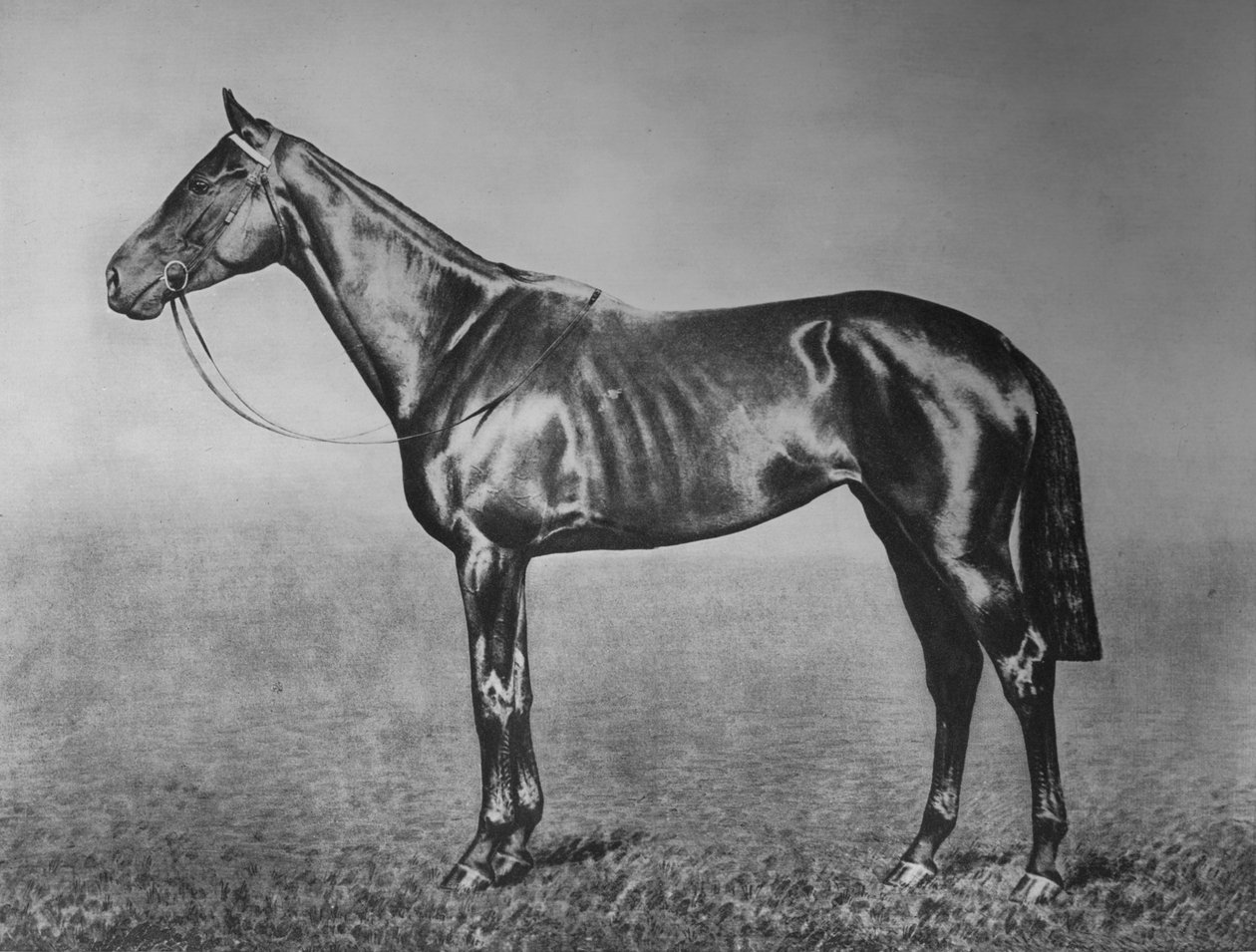 シニョリネッタ、1905-1928、1911 作： 不明