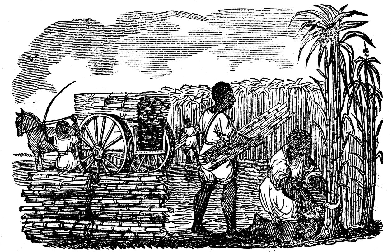 1833年、ルイジアナ州でサトウキビを収穫する奴隷 作： 不明
