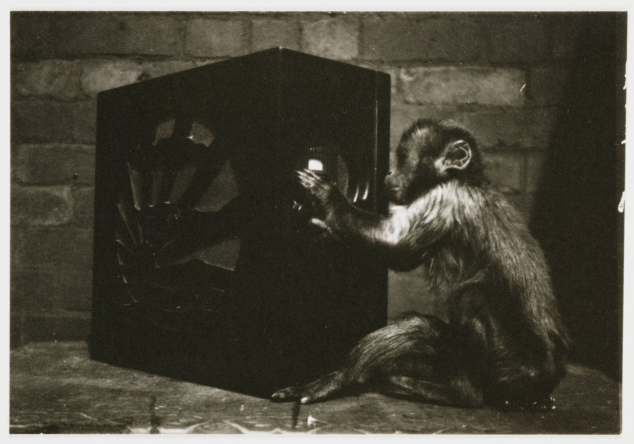 ラジオの文字盤で遊ぶ小猿（写真家不明・1935年頃撮影 作： 不明