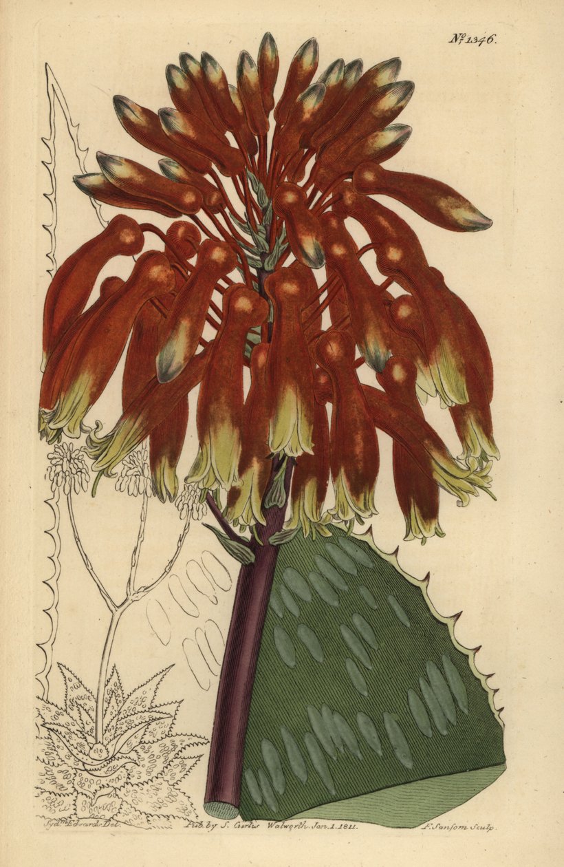 ソープアロエまたはゼブラアロエ、Aloe maculata（Largest common soap aloe, Aloe saponaria latifolia 作： 不明