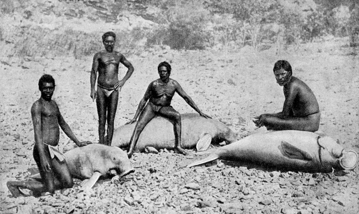 槍のマナティー、オーストラリア北西部、1922 作： 不明