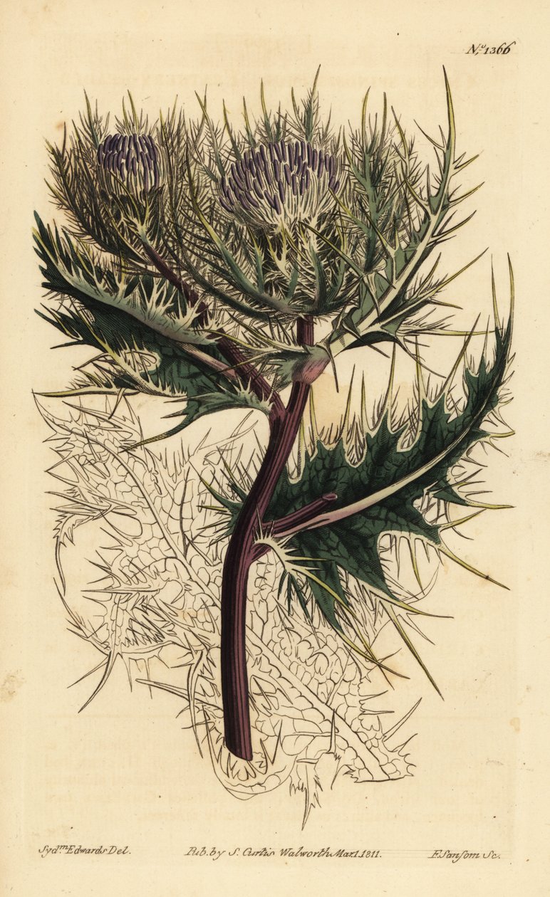 棘のあるアザミ、Cirsium spinosissimum（Featherly headed cnicus, Cnicus spinosissimus 作： 不明