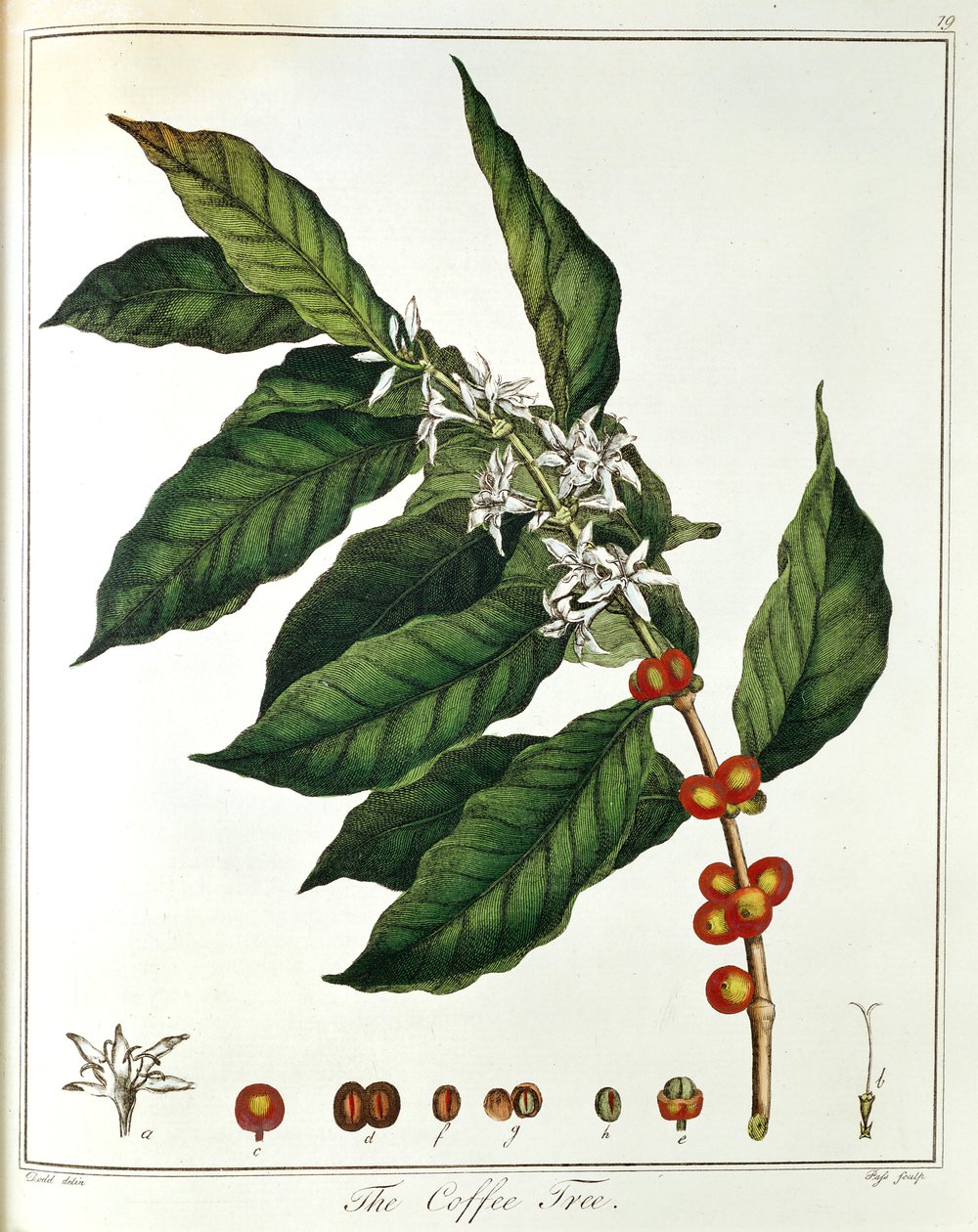 1798年の花と豆を示すコーヒーコーヒーノキアラビカの小枝 作： 不明