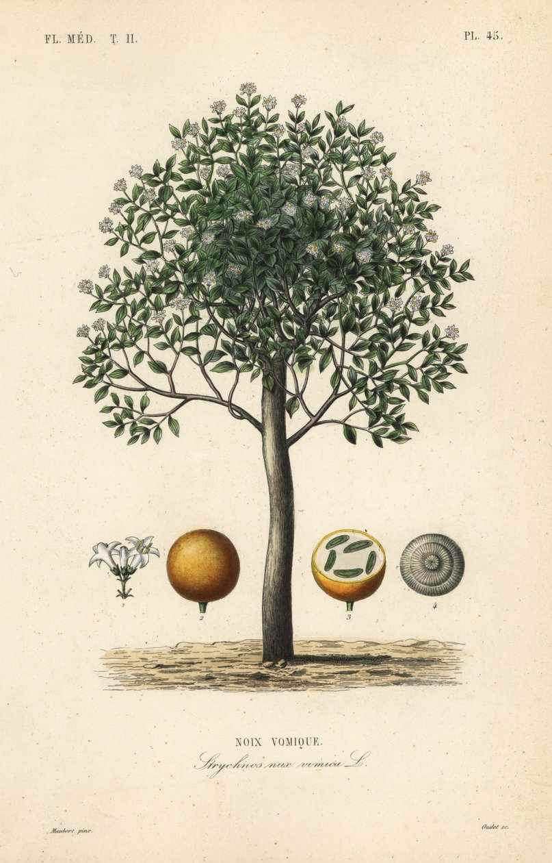 Strychnine tree, nux vomica, poison nut or semen strychnos, Strychnos nux-vomica, Noix vomique 作： 不明