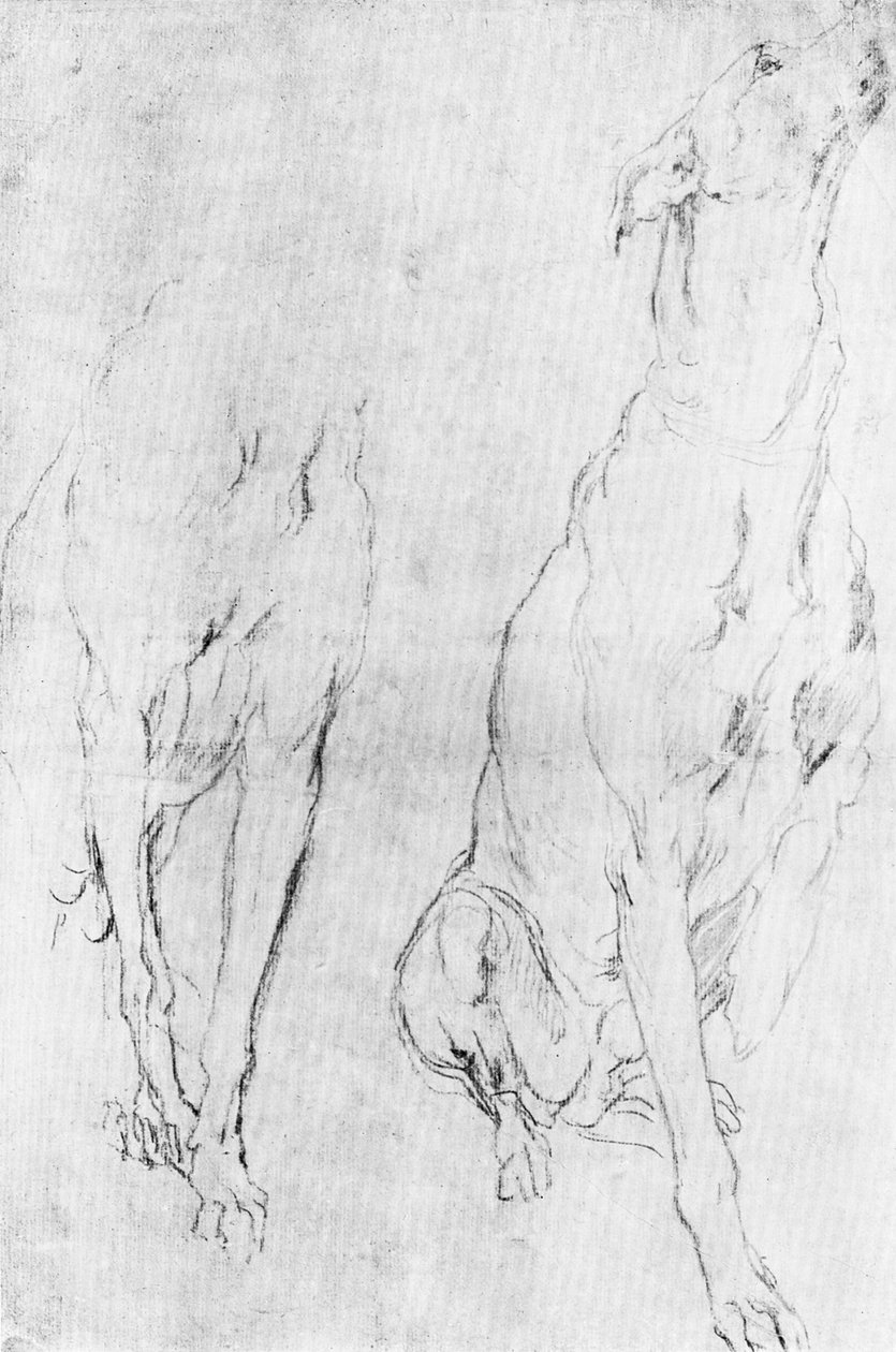 リッチモンド公爵の肖像画におけるグレイハウンドの研究、c1634 1900 作： 不明