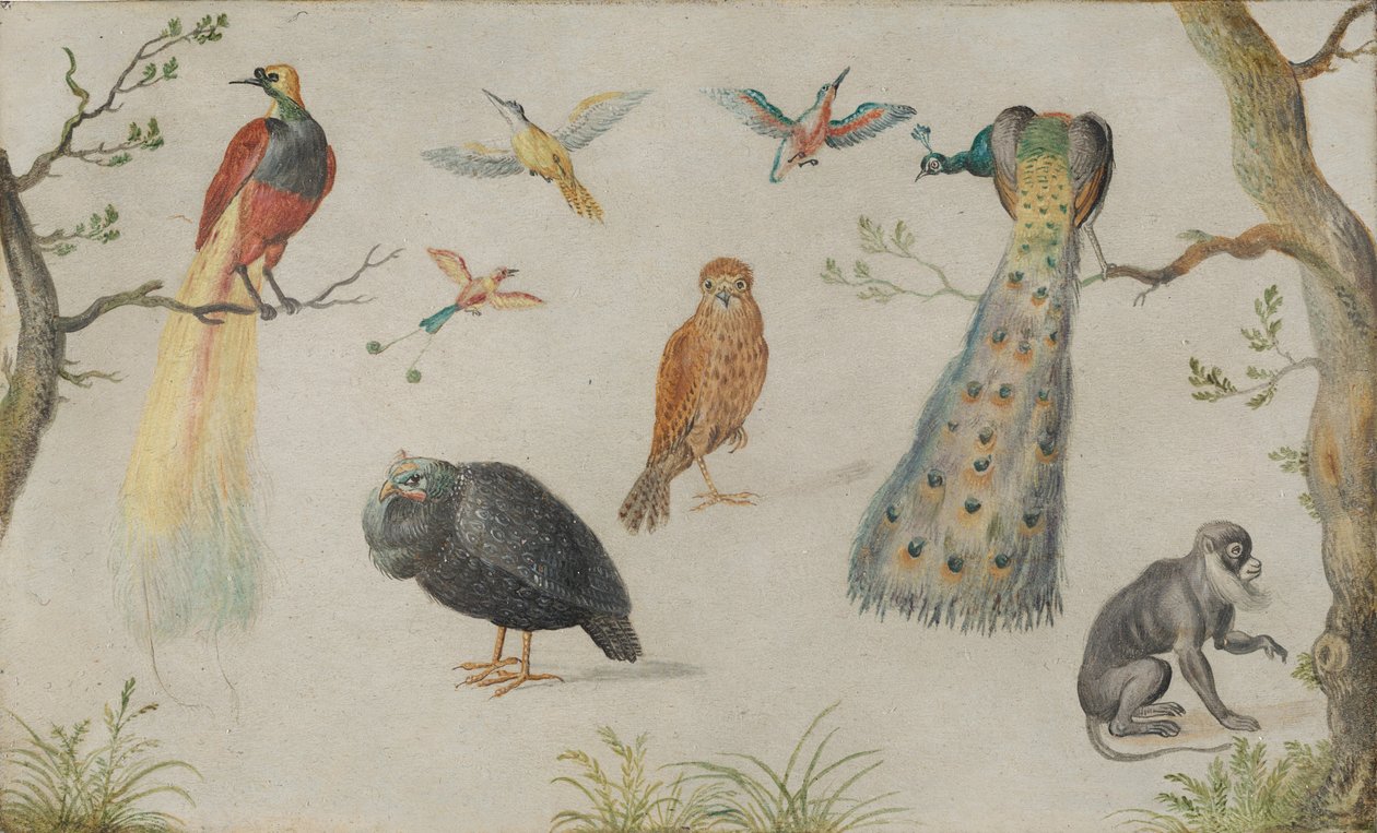 鳥と猿の研究、16601670。 作： 不明