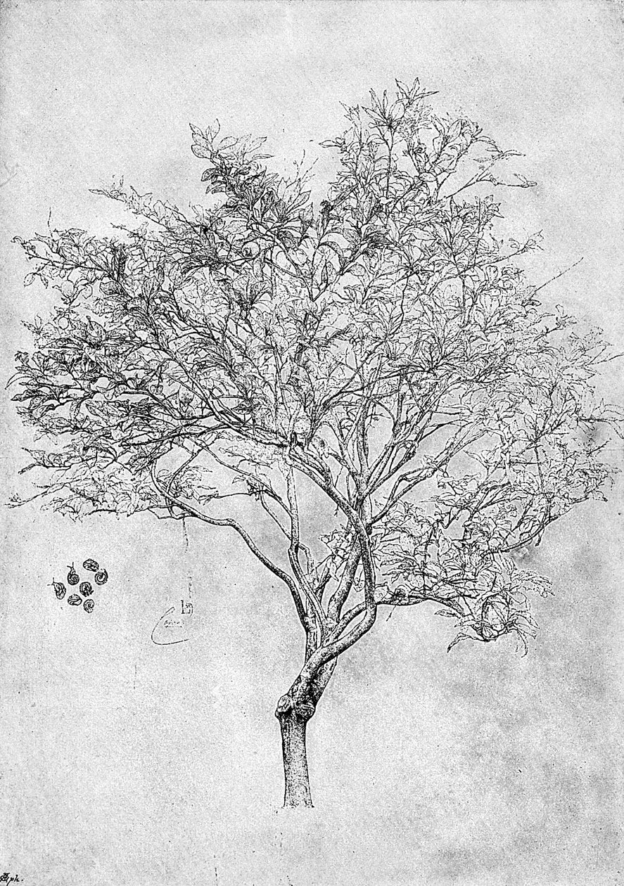 レモンの木の研究、1899年 作： 不明