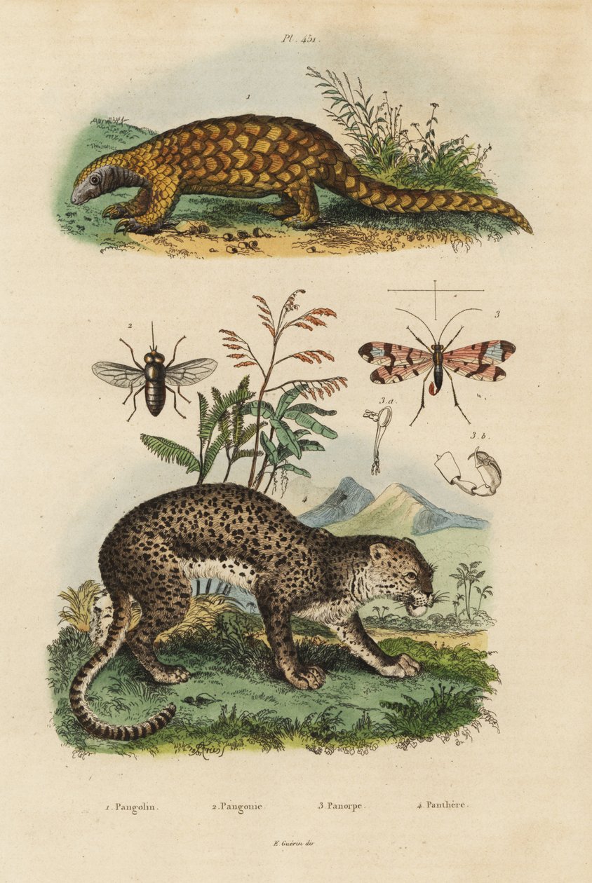 スンダ・パンゴリン（Manis javanica）、準絶滅危惧種1、ヒョウ（Panthera pardus）4、ウマバエ（Tabanus rostratus）3、サソリバエ（Panorpa communis）3 作： 不明