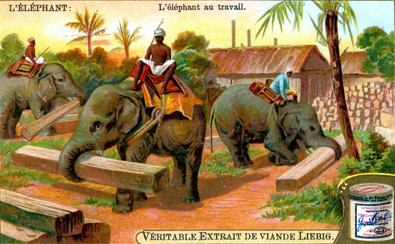 Elephant at Work、c1900 作： 不明