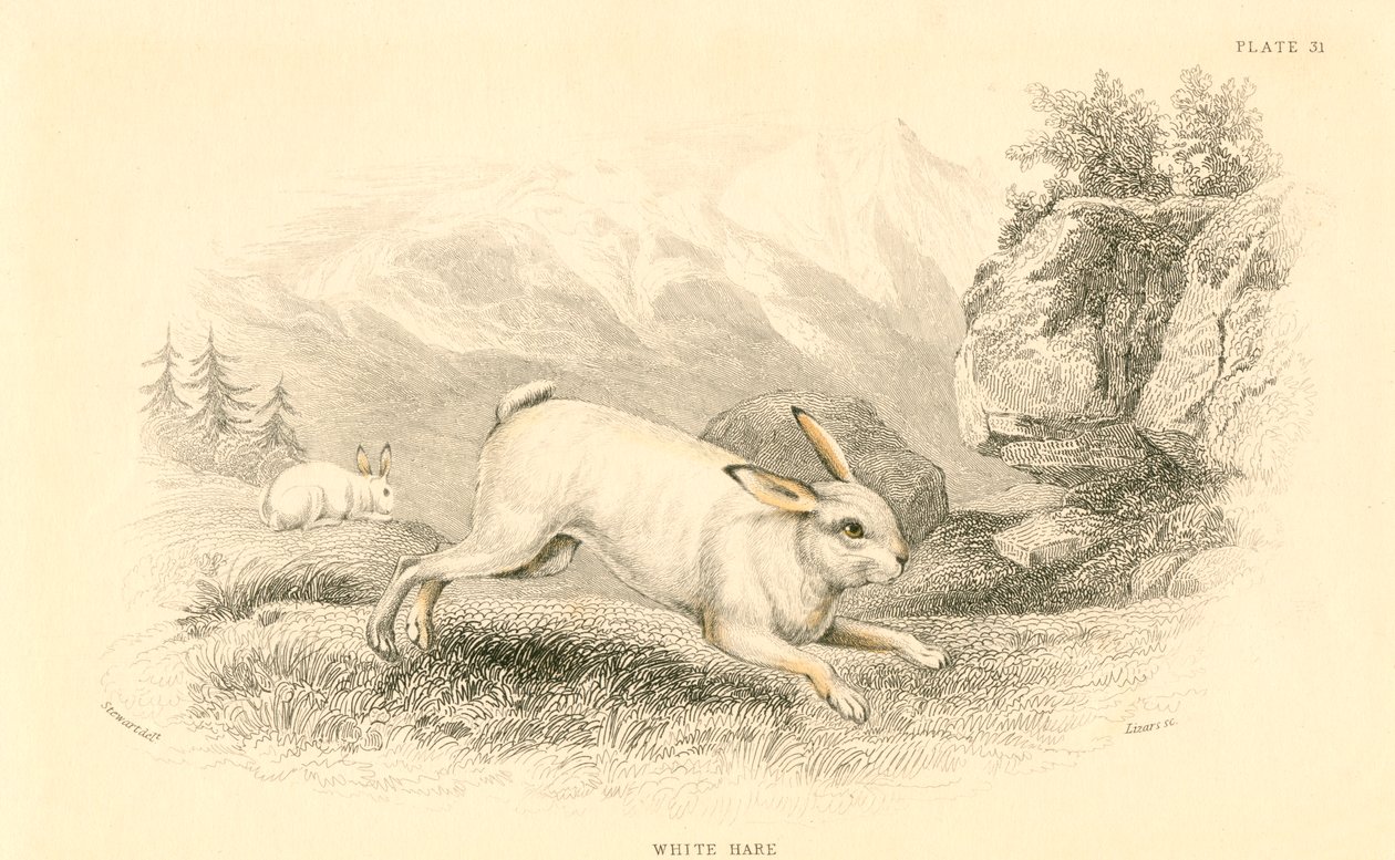 野うさぎ座europaeus、1828 作： 不明