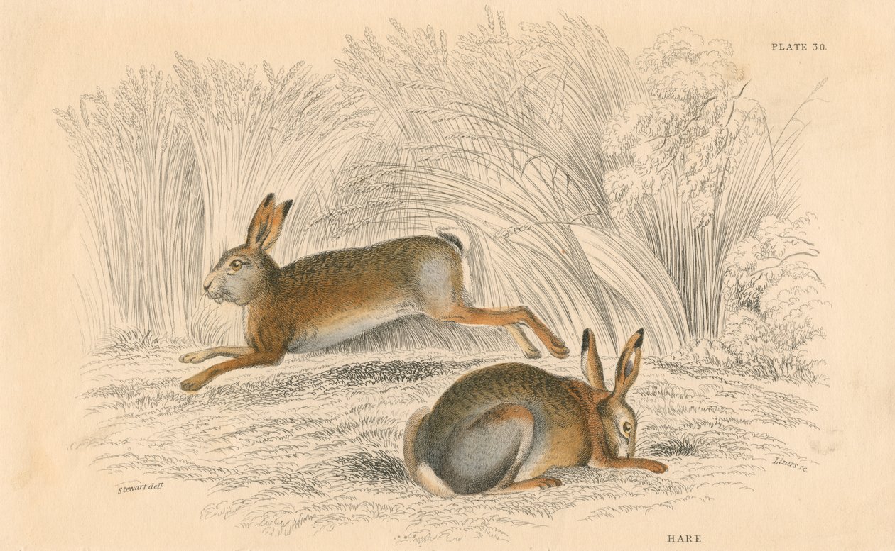 【イシイリョウコ】【ロシア】【版画】ウサギ イシイリョウコ】【ロシア】【版画】ウサギ - メルカリ