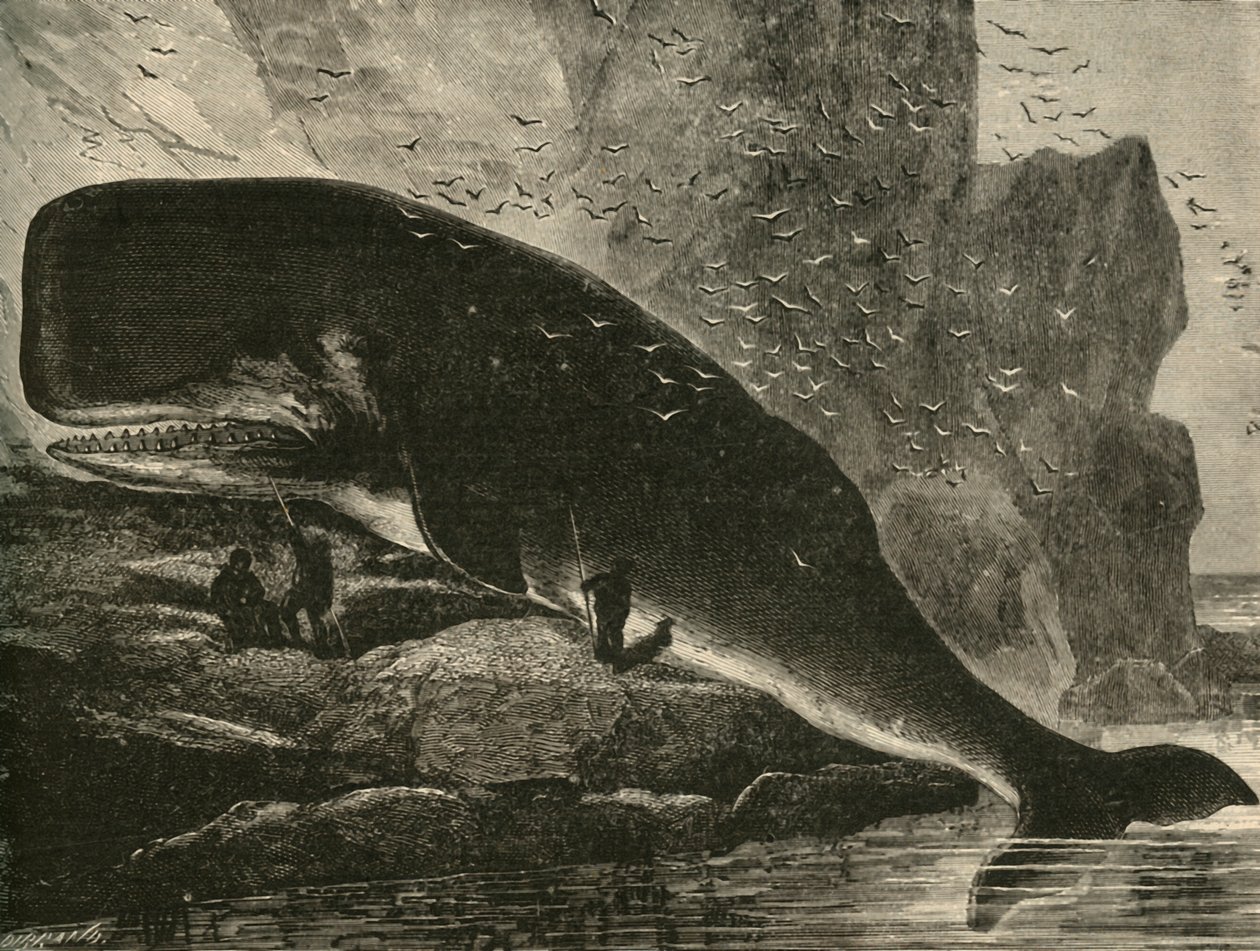 マッコウクジラ、1882年。 作： 不明