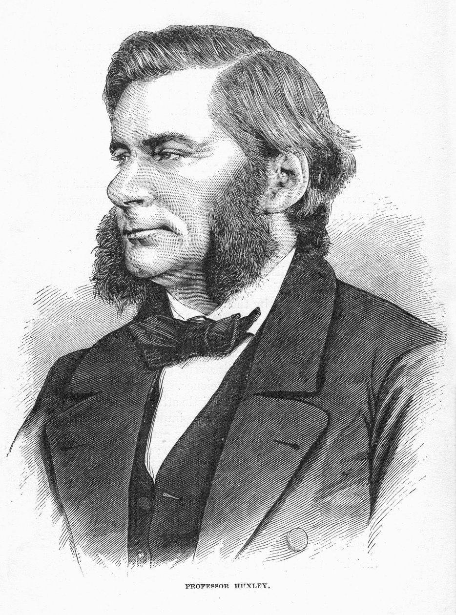 Thomas Henry Huxley、イギリスの生物学者、c1860s 作： 不明