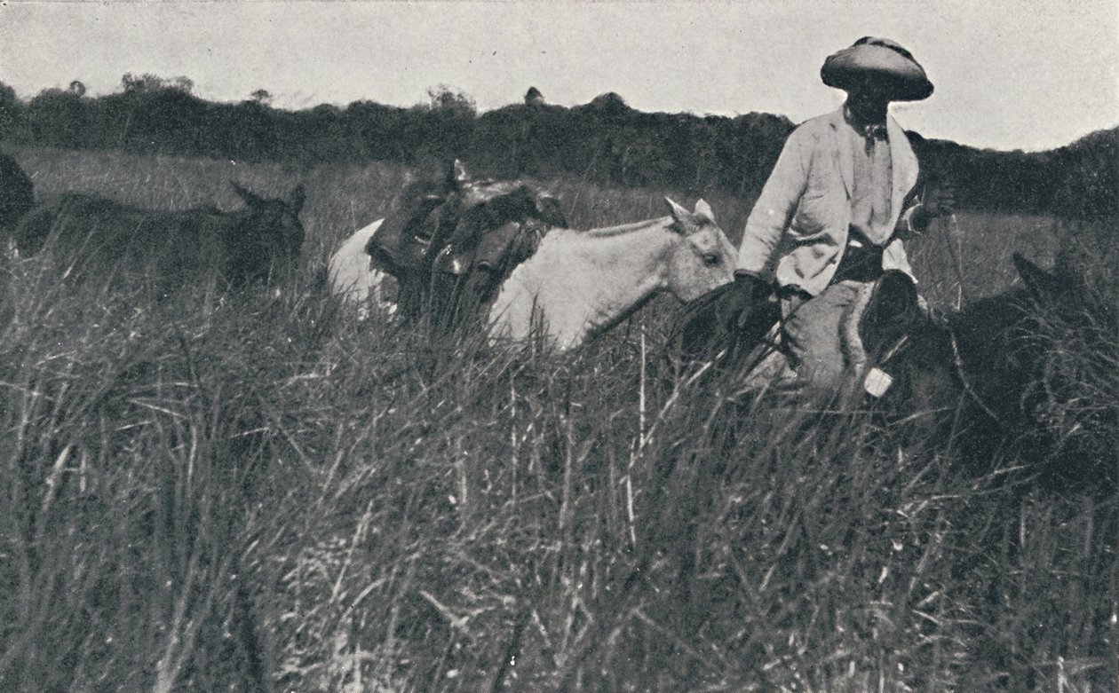 パンパスの旅、1916 作： 不明