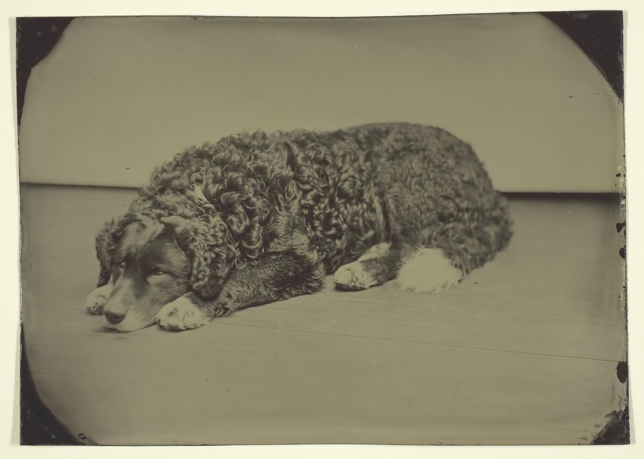 無題の犬、185099。 作： 不明