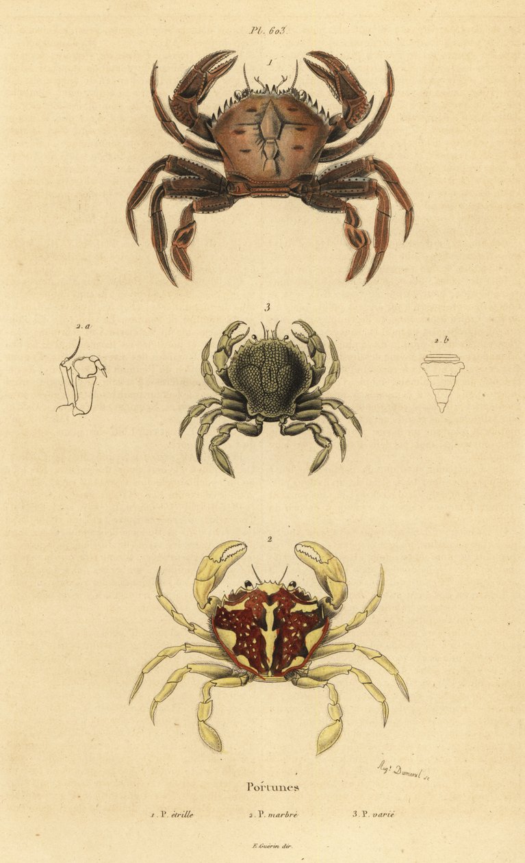 ベルベットクラブ（Necora puber）1、マーブルドスイミングクラブ（Liocarcinus marmoreus）2、ペナントススイミングクラブ（Portumnus latipes）3 作： 不明