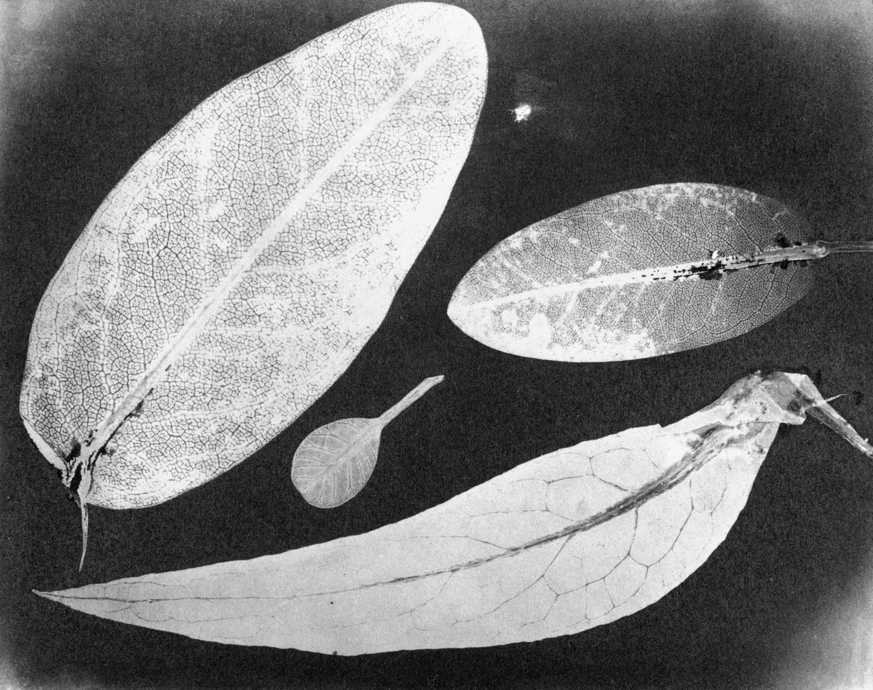 水貼り写真 四葉 1839年夏 作： 不明