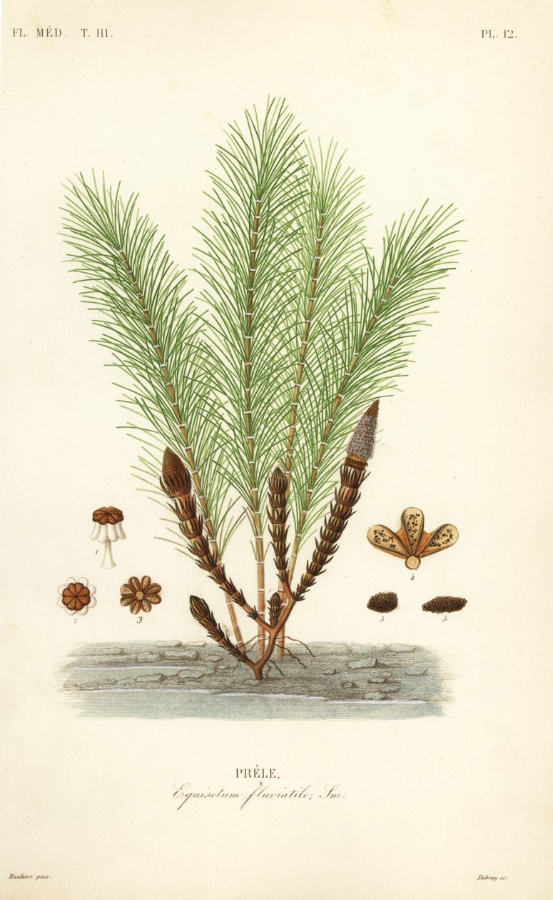 水スギナ、沼スギナ、Equisetum fluviatile, Prele 作： 不明