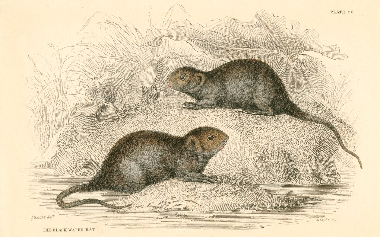 水ハタネズミArvicola terrestris、別名ブラックウォーターラット、1828 作： 不明